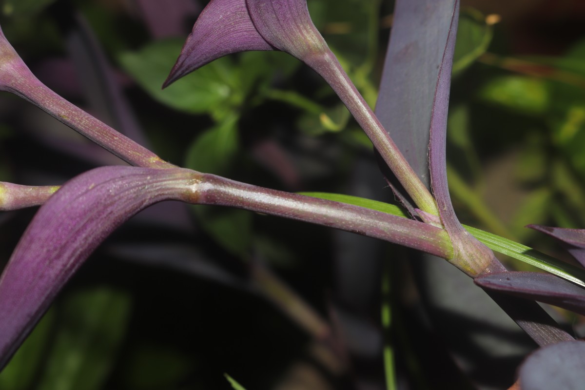 Tradescantia pallida (Rose) D.R.Hunt